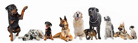 cute  rottweiler say hello with his paw to a group of dogs and cat Stock Photo - Budget Royalty-Free & Subscription, Code: 400-05225746