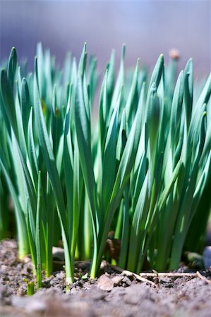 simsearch:695-05772258,k - spring green young leaves of grass, outdoor nature Foto de stock - Royalty-Free Super Valor e Assinatura, Número: 400-05225799