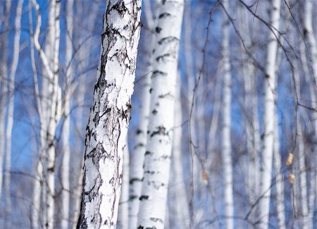 fet (artist) - winter birch tree forest, the environmental background Foto de stock - Super Valor sin royalties y Suscripción, Código: 400-05225803