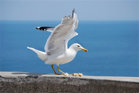 simsearch:400-04982902,k - sea bird seagull. nature closeup Stock Photo - Budget Royalty-Free & Subscription, Code: 400-05226082