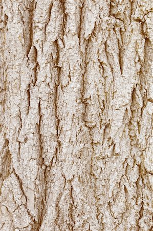 dry corrosion - The bark of old wood - natural background Stock Photo - Budget Royalty-Free & Subscription, Code: 400-05226203