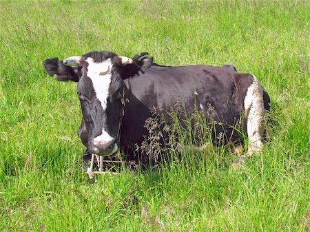 simsearch:400-04465909,k - Schwarz getupft Kuh auf einer Wiese liegend Stockbilder - Microstock & Abonnement, Bildnummer: 400-05226347