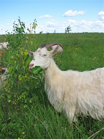 simsearch:400-06334094,k - White domestic goats grazing on a meadow with scrub Stock Photo - Budget Royalty-Free & Subscription, Code: 400-05226349