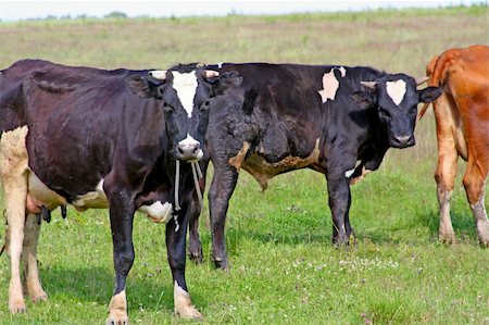 euter - Cows at the meadow Stockbilder - Microstock & Abonnement, Bildnummer: 400-05226367