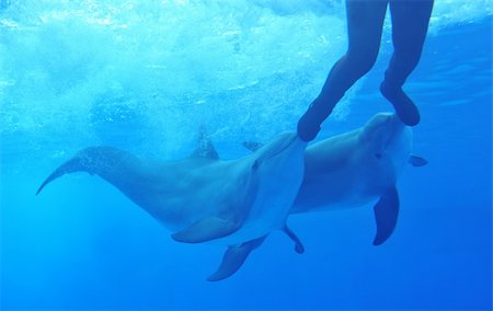 two dophins playing with a man in a aquarium Stock Photo - Budget Royalty-Free & Subscription, Code: 400-05226403