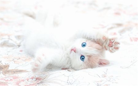 simsearch:400-04736441,k - Young kitten with blue eyes in playful mood Photographie de stock - Aubaine LD & Abonnement, Code: 400-05226524