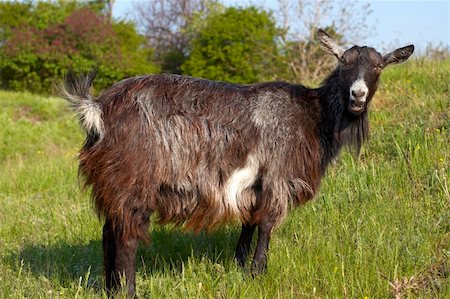 simsearch:400-06334094,k - Funny goat grasing at lawn Stock Photo - Budget Royalty-Free & Subscription, Code: 400-05226528