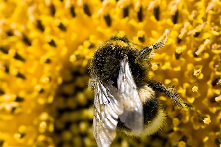 simsearch:400-04751722,k - Close up view of a bumblebee Stock Photo - Budget Royalty-Free & Subscription, Code: 400-05226553