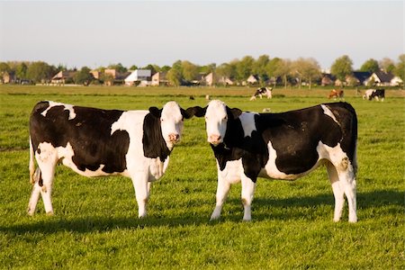 dutch cow pictures - Dutch cows in the meadow Foto de stock - Super Valor sin royalties y Suscripción, Código: 400-05226576