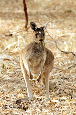 Cute Young Kangaroo Taken in the Wild Stock Photo - Budget Royalty-Free & Subscription, Code: 400-05226757