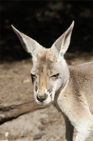 Kangaroo Animal in the Wild at Australia Stock Photo - Budget Royalty-Free & Subscription, Code: 400-05226762