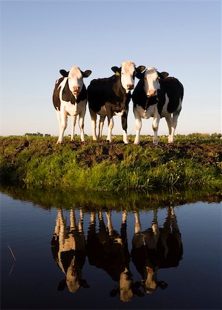 simsearch:400-07676838,k - Dutch cows in the meadow Stock Photo - Budget Royalty-Free & Subscription, Code: 400-05227000