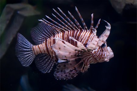 rascasse - Beautiful and dangerous Lionfish (Pterois miles) Photographie de stock - Aubaine LD & Abonnement, Code: 400-05227028