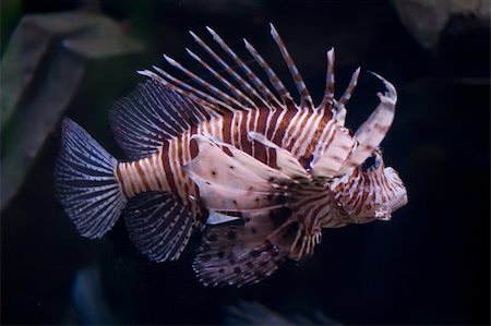 scorpaenidae - Beautiful and dangerous Lionfish (Pterois miles) Stock Photo - Budget Royalty-Free & Subscription, Code: 400-05227028