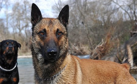 simsearch:400-04611917,k - portrait of a purebred belgian sheepdog malinois in the river, rottweiler in the background Photographie de stock - Aubaine LD & Abonnement, Code: 400-05227260