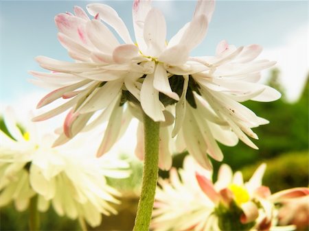 simsearch:400-04439518,k - detail of a blooming daisy in middle of summer Stock Photo - Budget Royalty-Free & Subscription, Code: 400-05227378