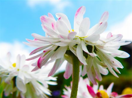 simsearch:400-04439518,k - detail of a blooming daisy in middle of summer Stock Photo - Budget Royalty-Free & Subscription, Code: 400-05227379