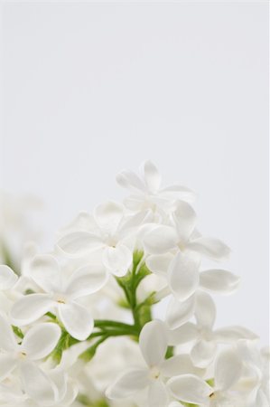 simsearch:400-08197381,k - Beautiful fragrant white lilac on white background. Soft focus Foto de stock - Super Valor sin royalties y Suscripción, Código: 400-05227500