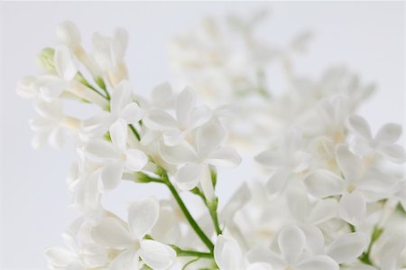 simsearch:400-08197381,k - Beautiful fragrant white lilac on white background. Soft focus Foto de stock - Super Valor sin royalties y Suscripción, Código: 400-05227501