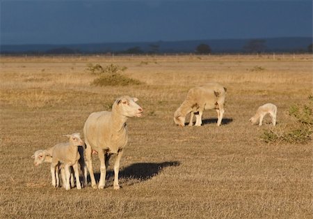 simsearch:400-05684520,k - Female sheep with twin lambs standing in sunshine with  an approaching storm Stock Photo - Budget Royalty-Free & Subscription, Code: 400-05227726