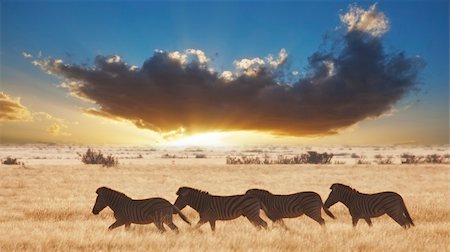Zebra running in the Namibian desert in Africa Stock Photo - Budget Royalty-Free & Subscription, Code: 400-05228051