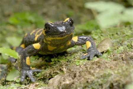 salamandra - Fire Salamander hiding on ground (Salamandra salamandra) Fotografie stock - Microstock e Abbonamento, Codice: 400-05228150