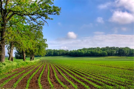 Rows of freshly planted corn sprouting up making neat patterns in the soil Stock Photo - Budget Royalty-Free & Subscription, Code: 400-05228277