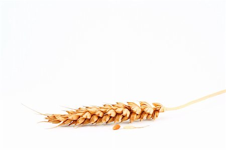 simsearch:640-02766761,k - The ears of wheat, wheat (Kolosok wheat and corn) Photographie de stock - Aubaine LD & Abonnement, Code: 400-05228317