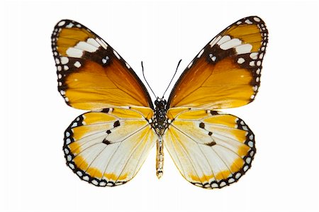 simsearch:400-06560180,k - Close-up Plain Tiger Butterfly isolated on white. Stock Photo - Budget Royalty-Free & Subscription, Code: 400-05228440