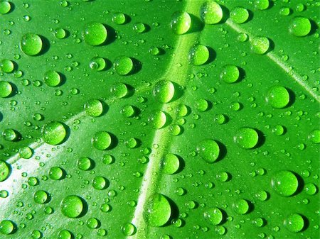 beautifull detail of water drops on leaf - macro detail Stock Photo - Budget Royalty-Free & Subscription, Code: 400-05229212