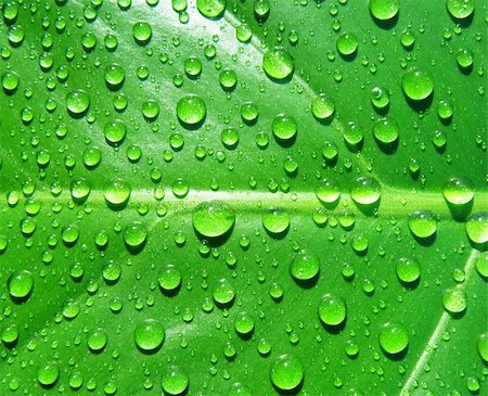 beautifull detail of water drops on leaf - macro detail Photographie de stock - Aubaine LD & Abonnement, Code: 400-05229213