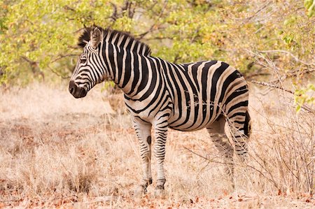 south africa and bushveld - Single zebra standing in the bush in Africa Stock Photo - Budget Royalty-Free & Subscription, Code: 400-05229224