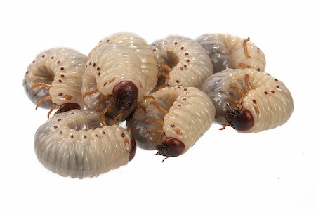 simsearch:400-04989239,k - larva the rhinoceros of the bug on a white background Stock Photo - Budget Royalty-Free & Subscription, Code: 400-05229378