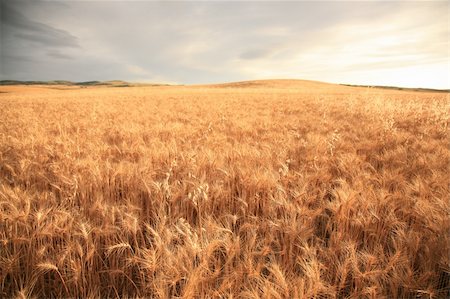 A wonderful almost mature wheat field in easter Idaho at sunset time. Stock Photo - Budget Royalty-Free & Subscription, Code: 400-05229474