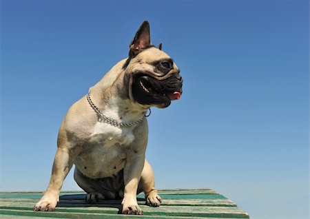 portrait of a purebred french bulldog on a blue sky Photographie de stock - Aubaine LD & Abonnement, Code: 400-05229811