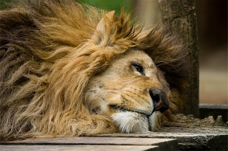 Photo of a great lion resting in the park Stock Photo - Budget Royalty-Free & Subscription, Code: 400-05220132