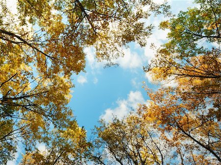 simsearch:400-04761029,k - Looking up at a golden oak tree tops in autumn Fotografie stock - Microstock e Abbonamento, Codice: 400-05220421