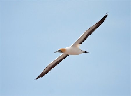 Cape Gannet Stock Photo - Budget Royalty-Free & Subscription, Code: 400-05220444