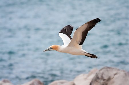 Cape Gannet Stock Photo - Budget Royalty-Free & Subscription, Code: 400-05220445