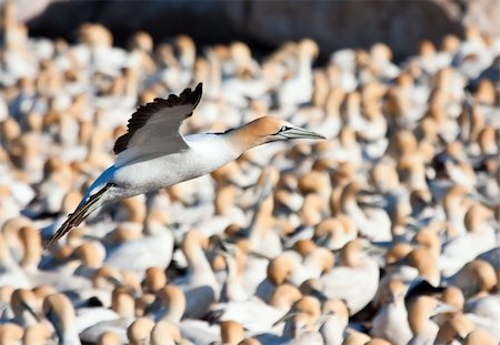 Cape Gannet Stock Photo - Budget Royalty-Free & Subscription, Code: 400-05220446
