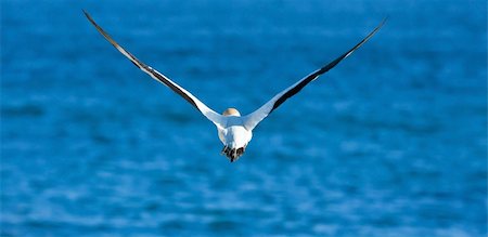 Cape Gannet Stock Photo - Budget Royalty-Free & Subscription, Code: 400-05220448