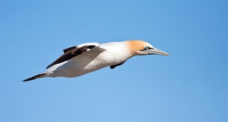 Cape Gannet Stock Photo - Budget Royalty-Free & Subscription, Code: 400-05220449
