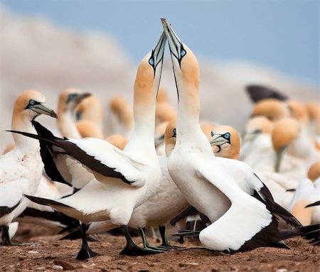 Cape Gannets Greeting Stock Photo - Budget Royalty-Free & Subscription, Code: 400-05220454