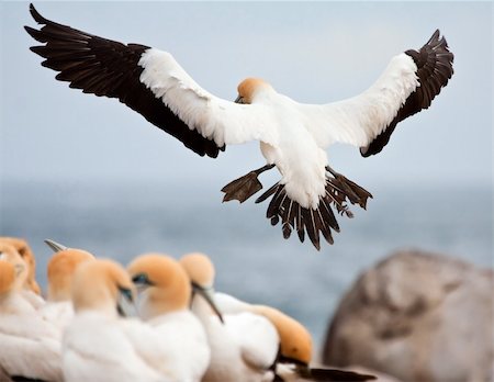 Cape Gannet Stock Photo - Budget Royalty-Free & Subscription, Code: 400-05220455