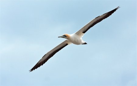 Cape Gannet Stock Photo - Budget Royalty-Free & Subscription, Code: 400-05220456