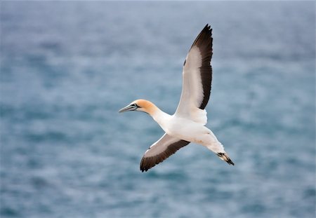 Cape Gannet Landing Stock Photo - Budget Royalty-Free & Subscription, Code: 400-05220457