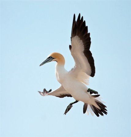 Cape Gannet Stock Photo - Budget Royalty-Free & Subscription, Code: 400-05220450