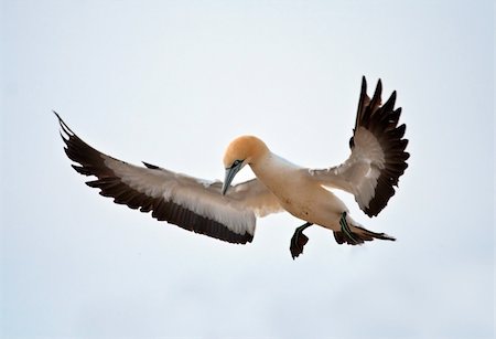 Cape Gannet Stock Photo - Budget Royalty-Free & Subscription, Code: 400-05220452