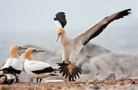 Cape Gannet Landing Stock Photo - Budget Royalty-Free & Subscription, Code: 400-05220453