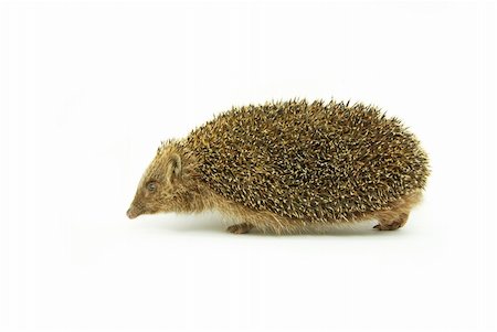 simsearch:400-07278599,k - Hedgehog isolated on a white background Stockbilder - Microstock & Abonnement, Bildnummer: 400-05220498